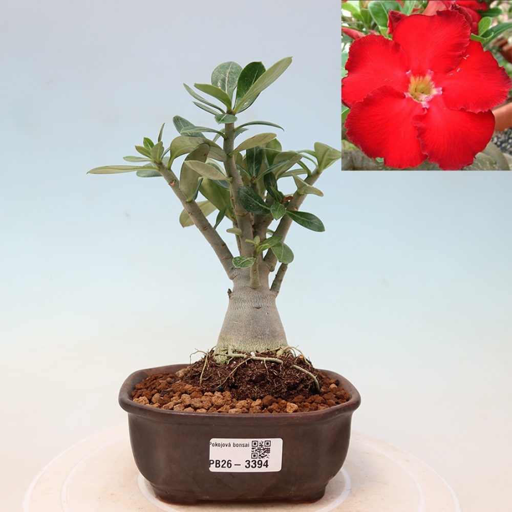 Indoor Bonsai - Adenium obesum Red Star - Desert Rose