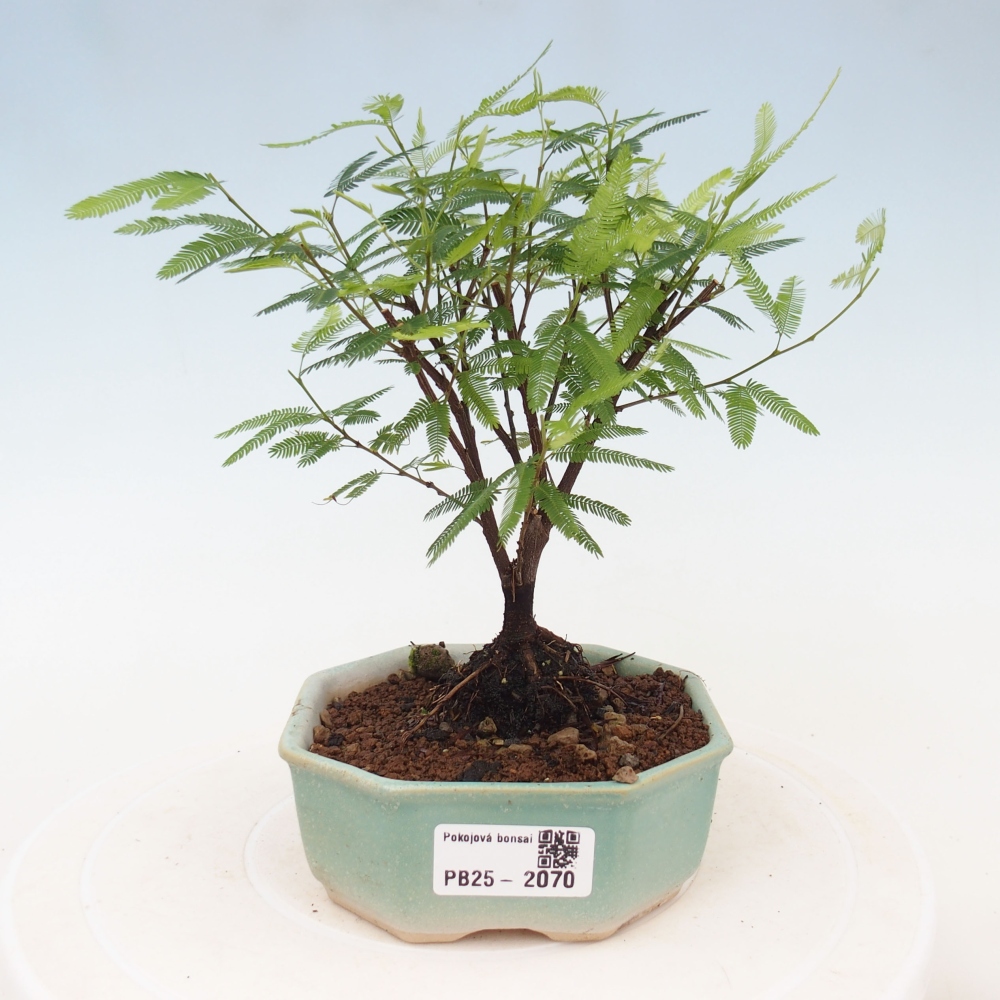 Room bonsai-Calliandra surinamensis Dixie Pink -Kaliandra of Suria