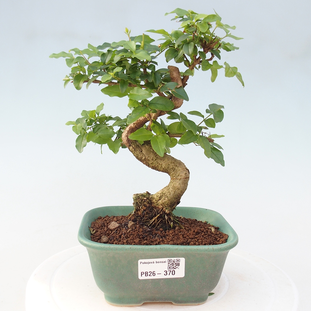 Room bonsai -Ligustrum chinensis - Birds Beak
