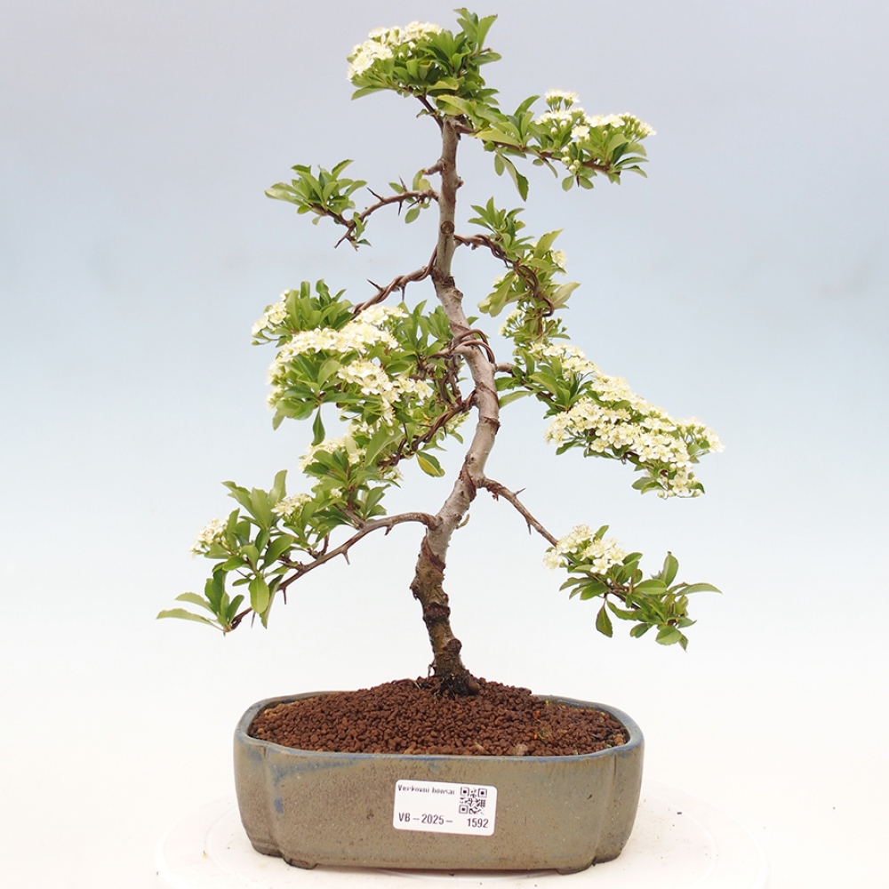 Outdoor Bonsai-Pyracanta Teton -Bakery