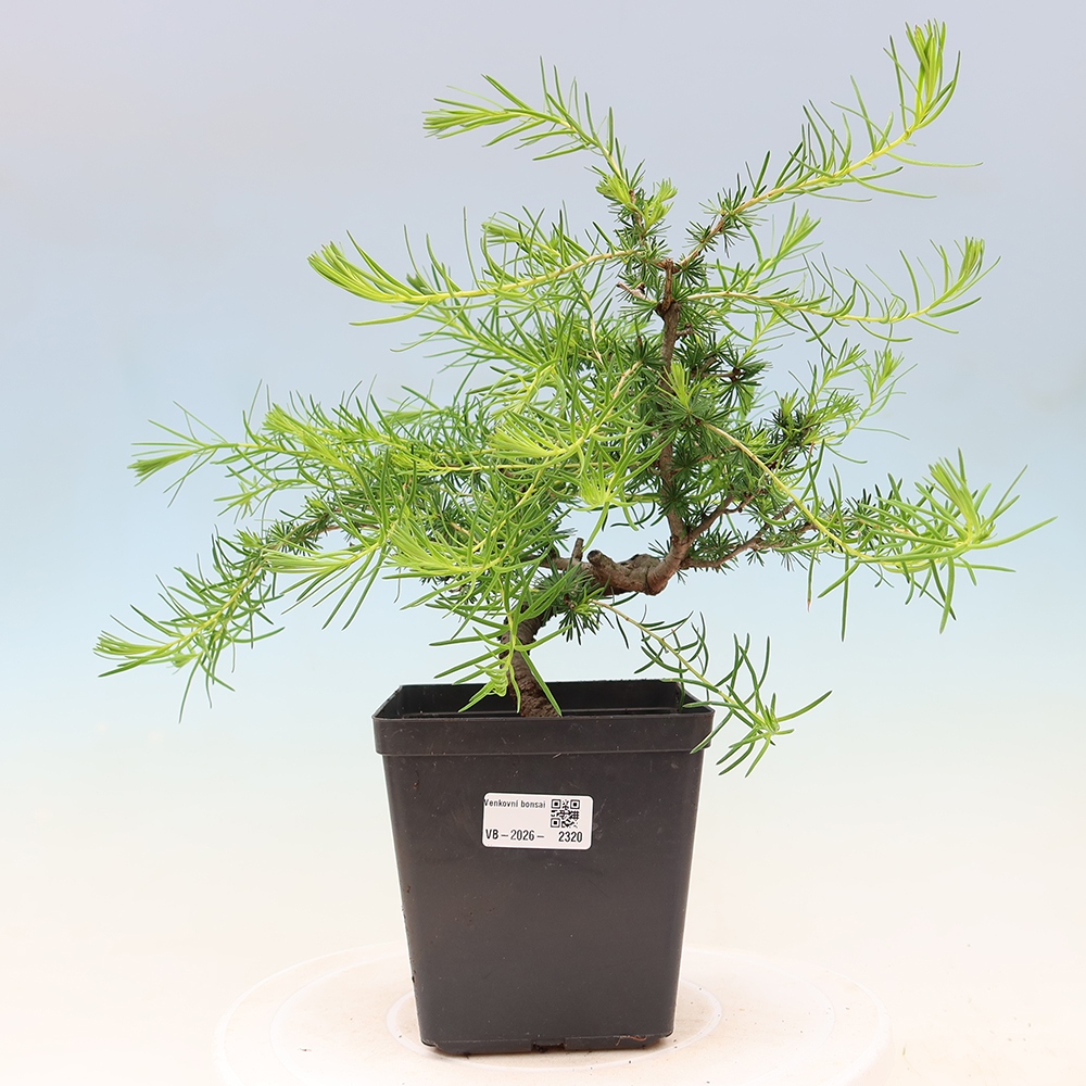 Outdoor bonsai -Larix decidua - Larch