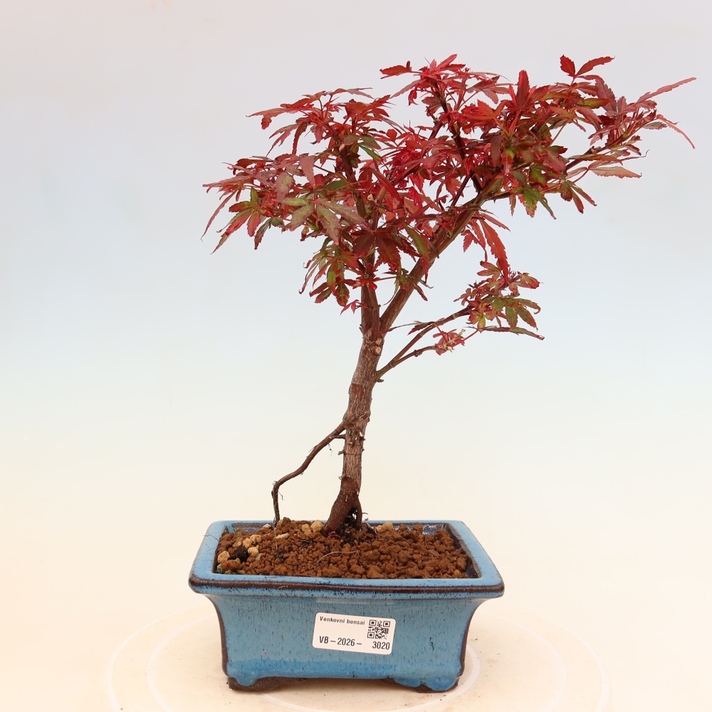 Outdoor Bonsai - Japanese Maple - Acer palmatum 'Berry Broom' 