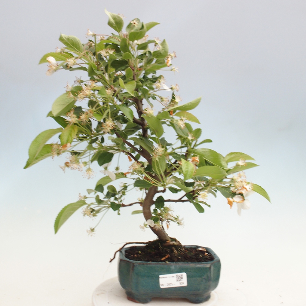 Outdoor bonsai - Malus halliana - Small-fruited apple tree