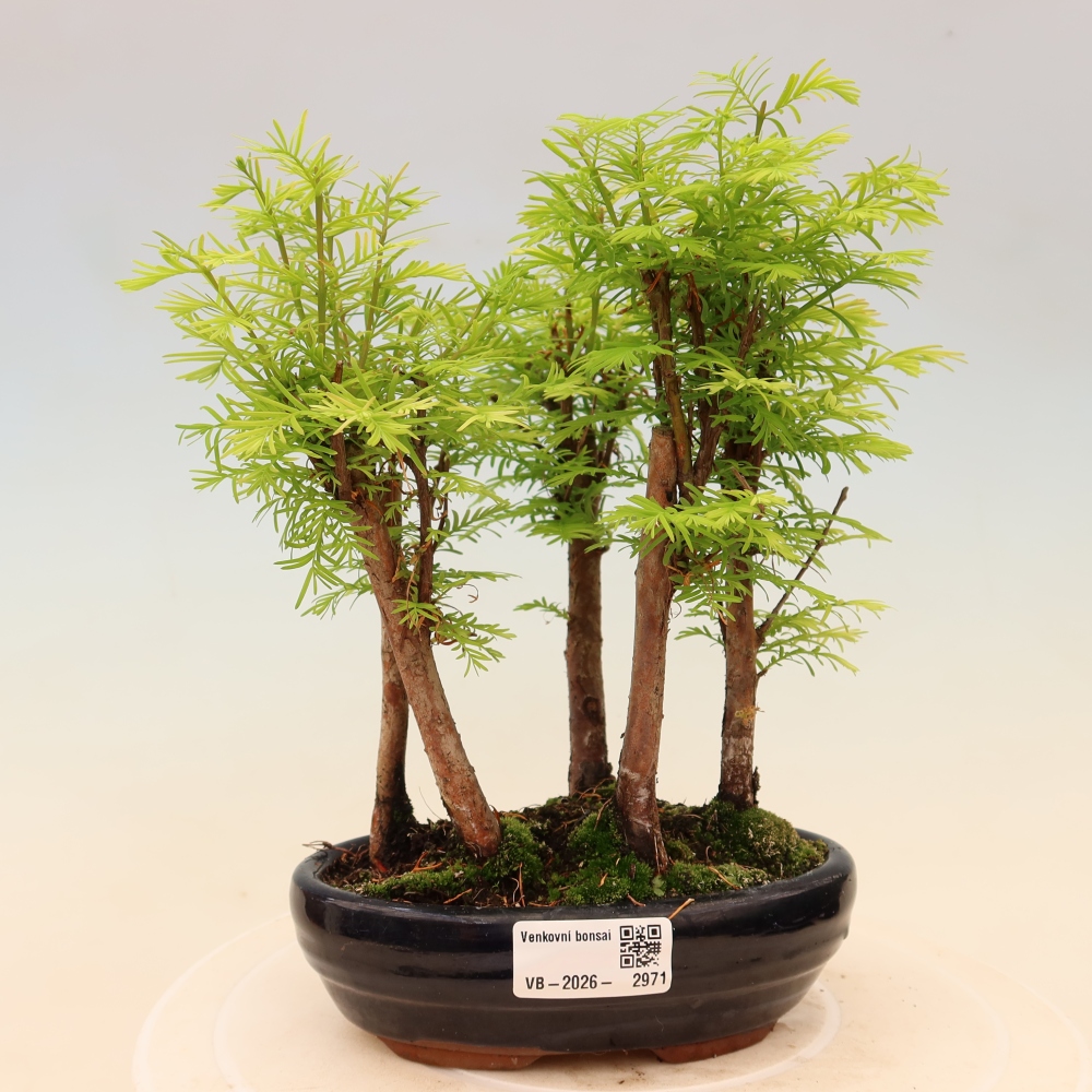 Outdoor Bonsai - Metasequoia glyptostroboides - Chinese Metasequoia - Grove