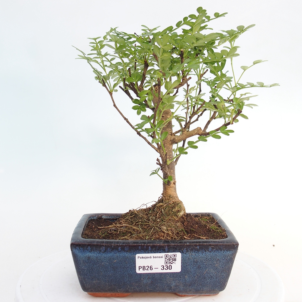 Room bonsai - Zantoxylum piperitum - pepper tree