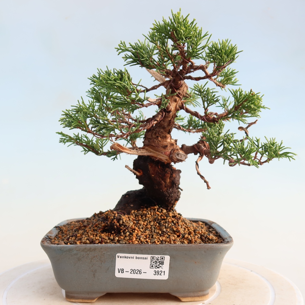 Outdoor bonsai - Juniperus chinensis Itoigawa - Chinese juniper