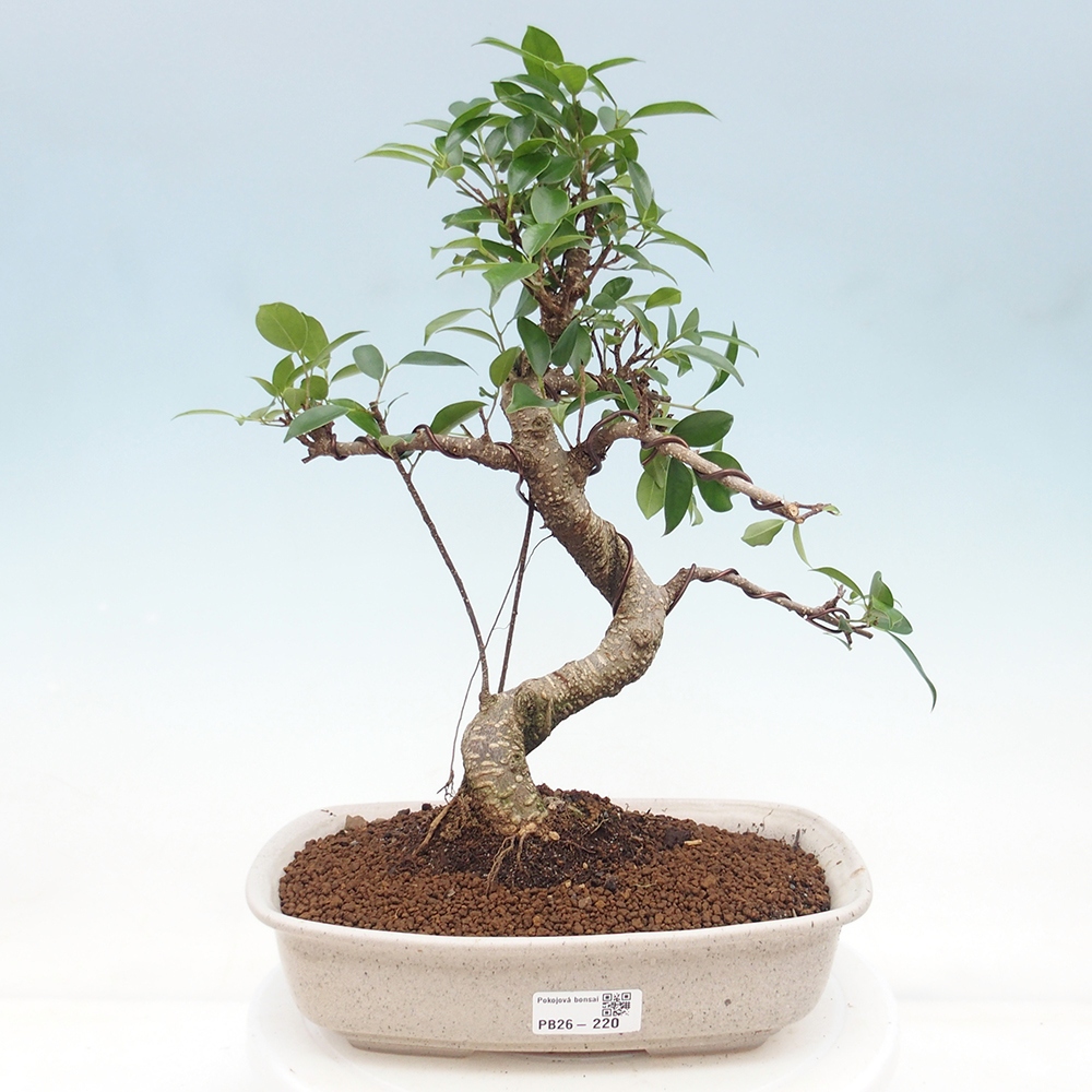 Room bonsai - Ficus retusa - small-leaved ficus