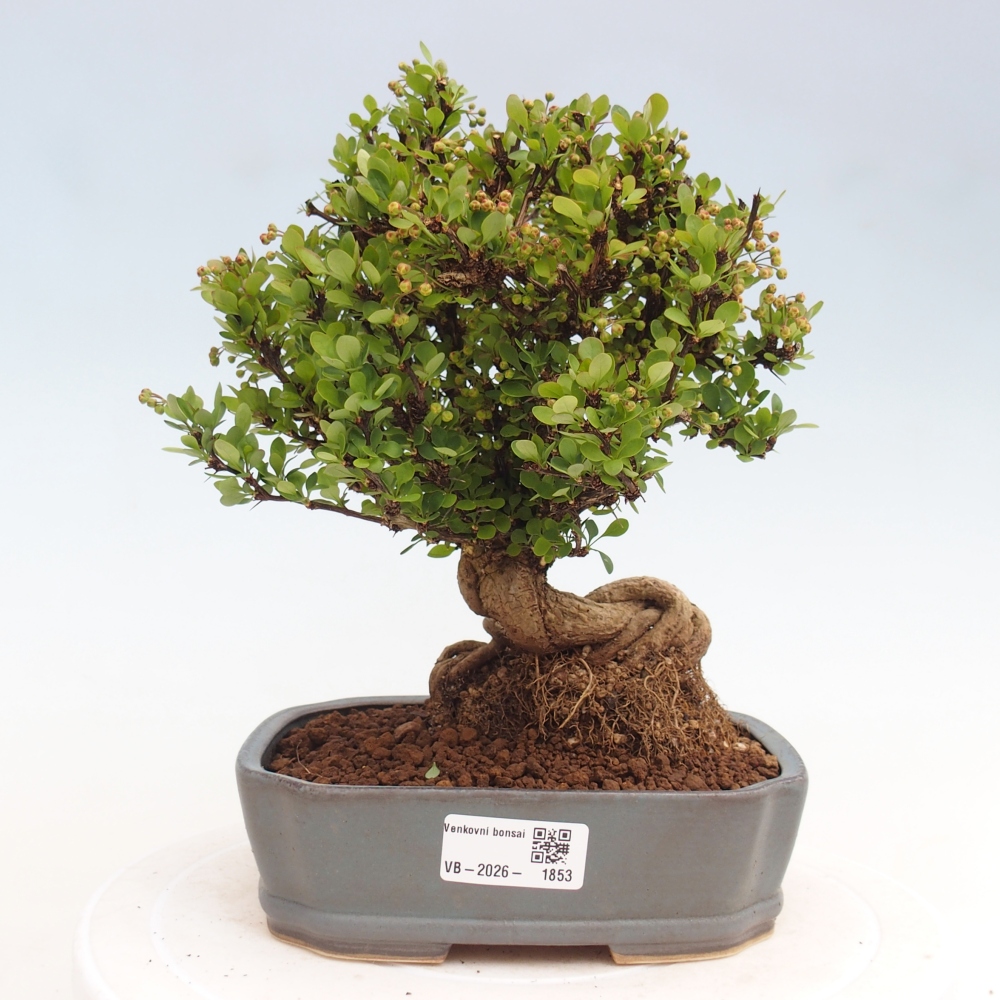 Outdoor bonsai - Berberis coreana