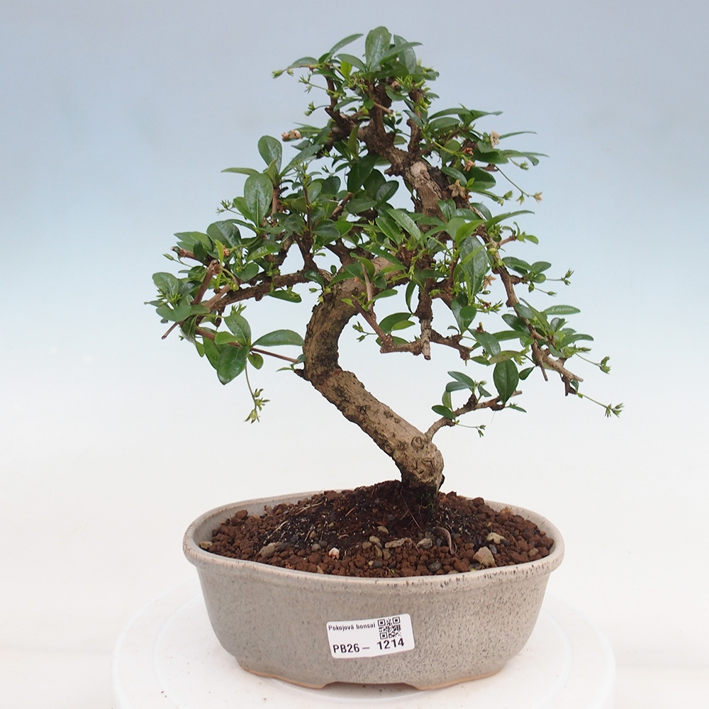 Room bonsai - Carmona macrophylla - Tea fuki