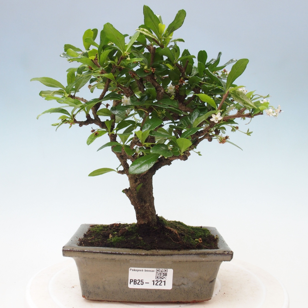 Indoor bonsai - Carmona macrophylla - Fuki tea