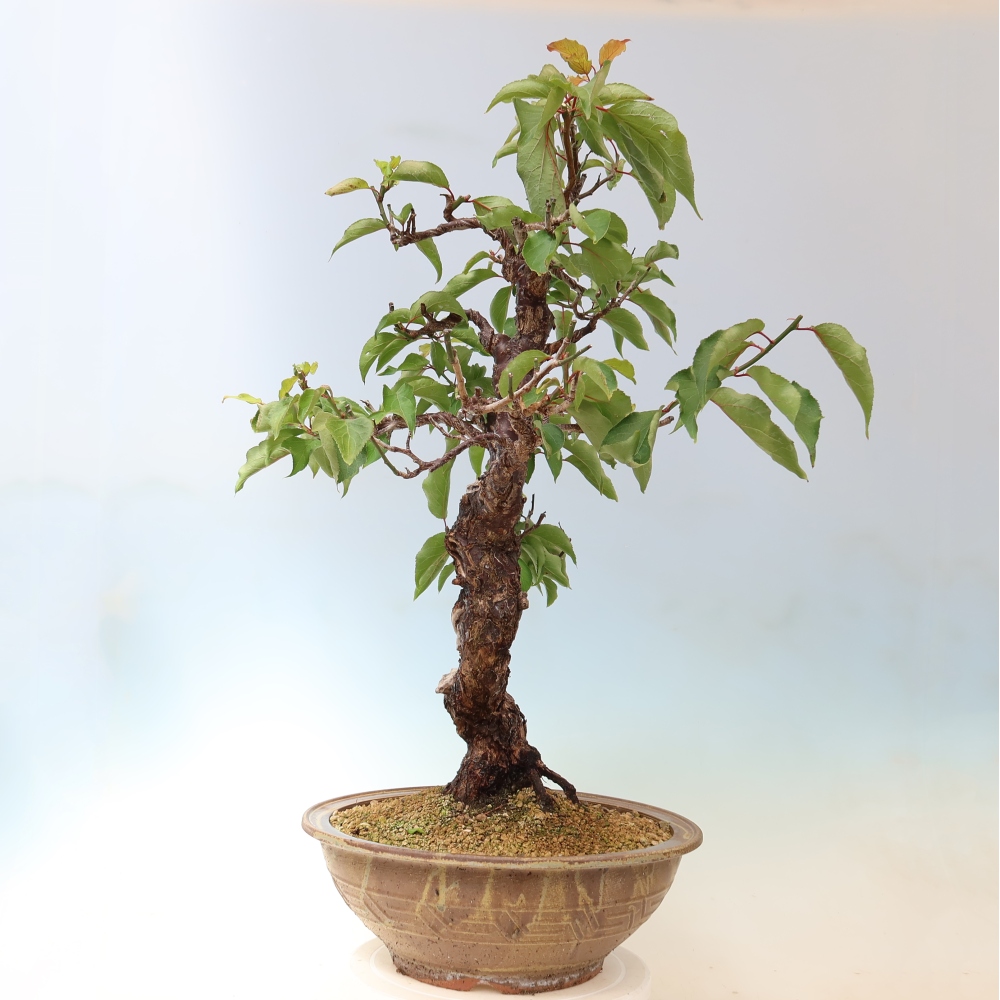 Outdoor Bonsai - Japanese Apricot - Prunus Mume