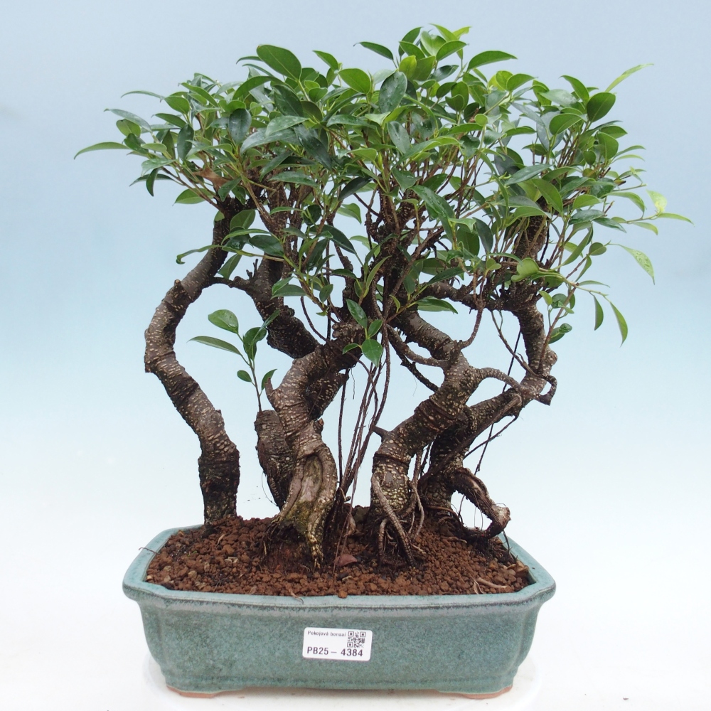 Room bonsai - Ficus kimmen - small-leaved ficus