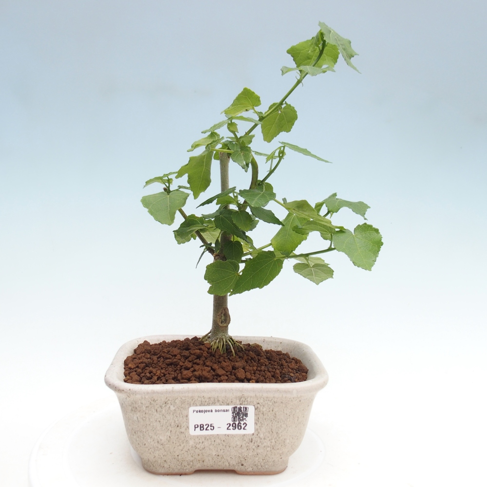 Indoor bonsai - Malvaviscus arboreus - woody hibiscus