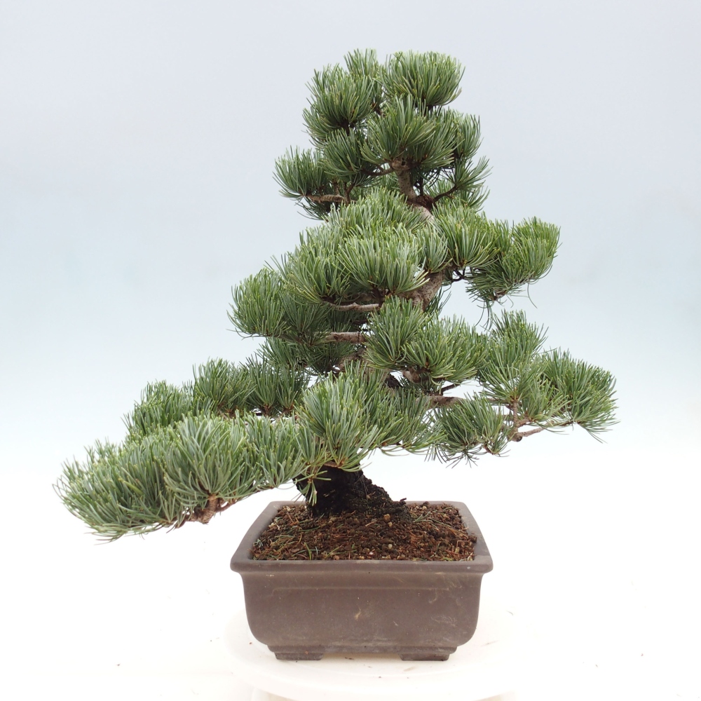 Outdoor bonsai - Pinus parviflora - Small pine tree