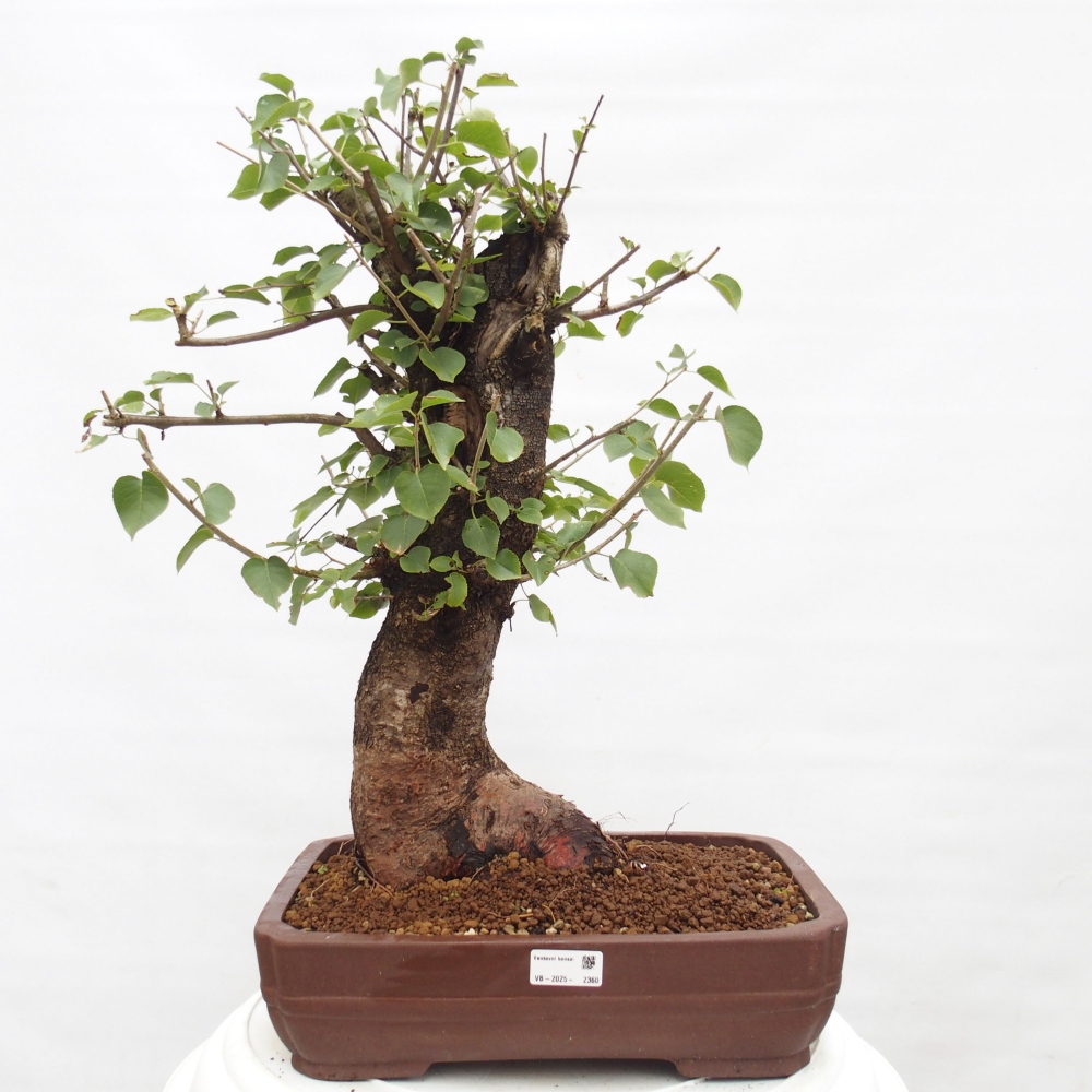 Outdoor bonsai - Mahalebka - Prunus mahaleb