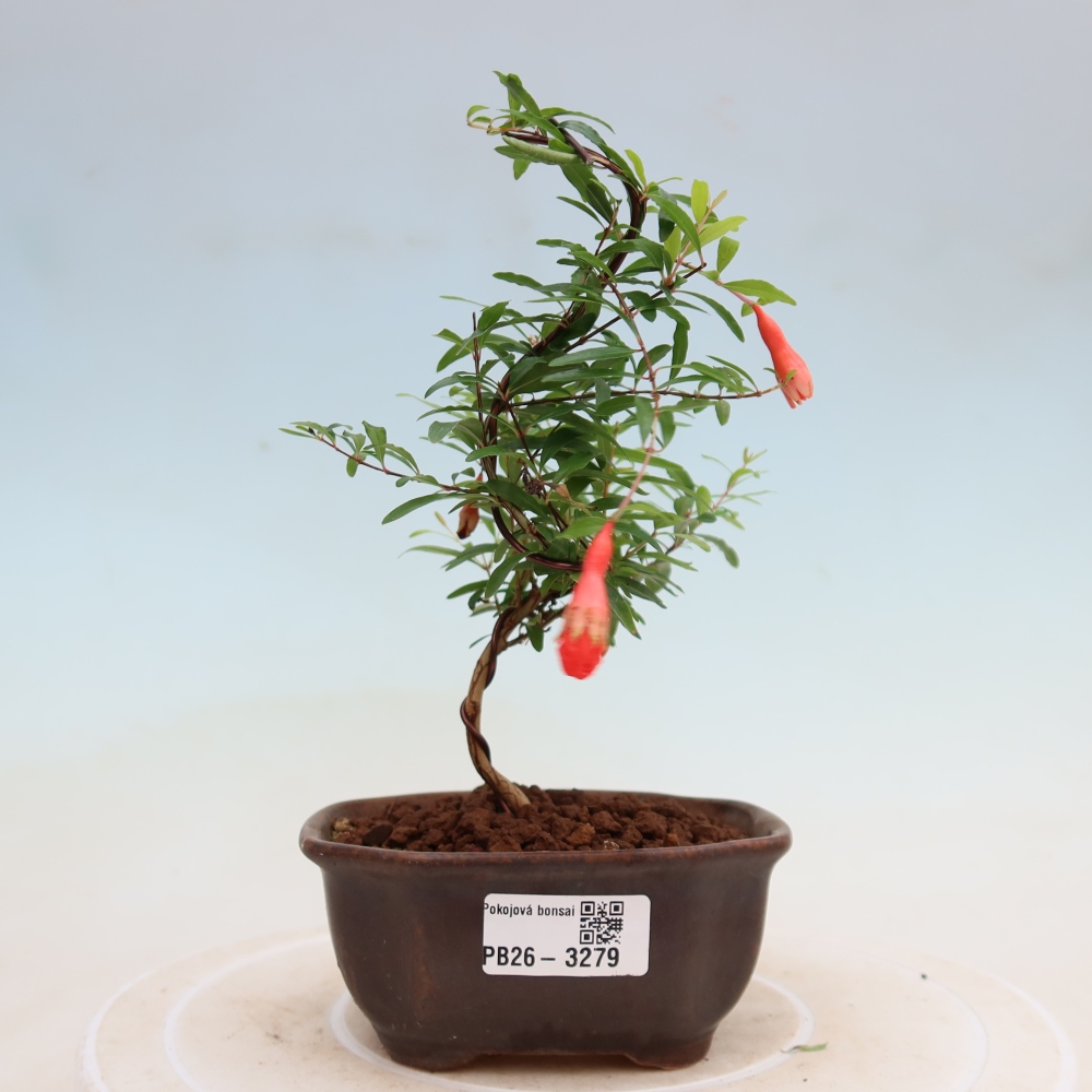 Room bonsai-PUNICA granatum nana-Granate apple