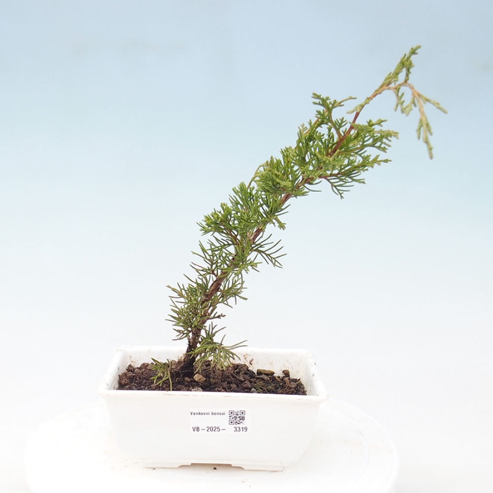 Outdoor bonsai - Juniperus chinensis Itoigawa - Chinese juniper