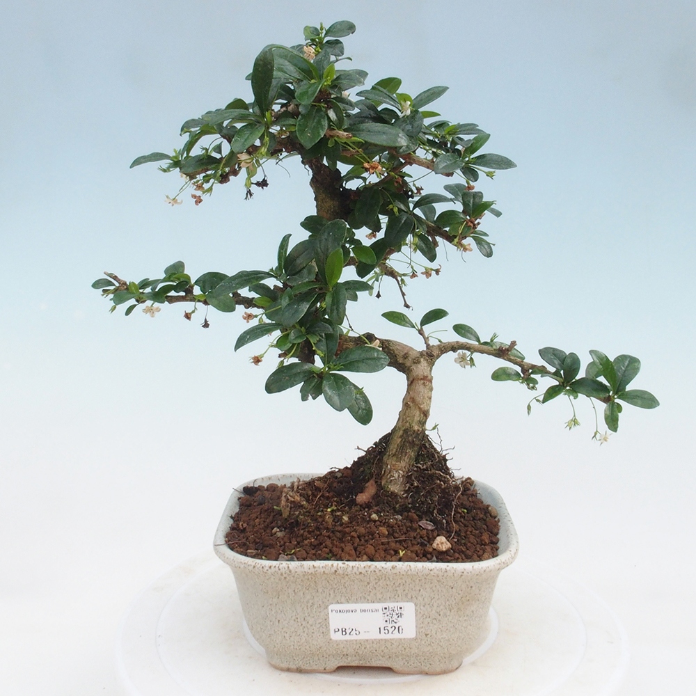 Indoor bonsai - Carmona macrophylla - Fuki tea
