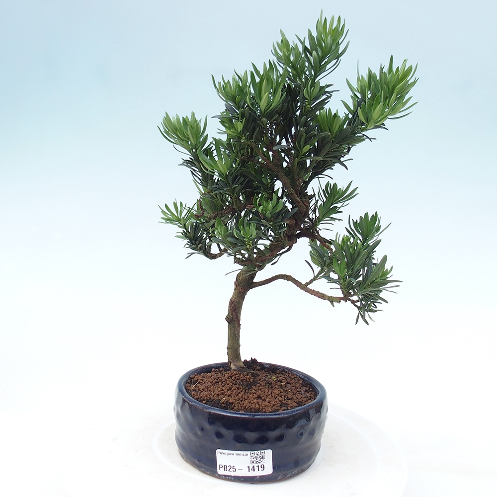 Indoor bonsai - Podocarpus - Stone thous