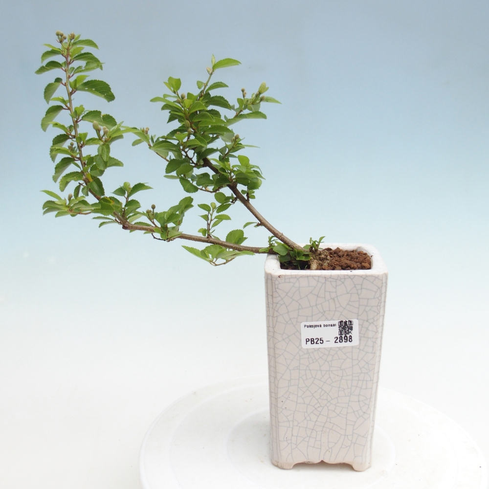 Indoor bonsai - Grewia occidentalis - Lavender star