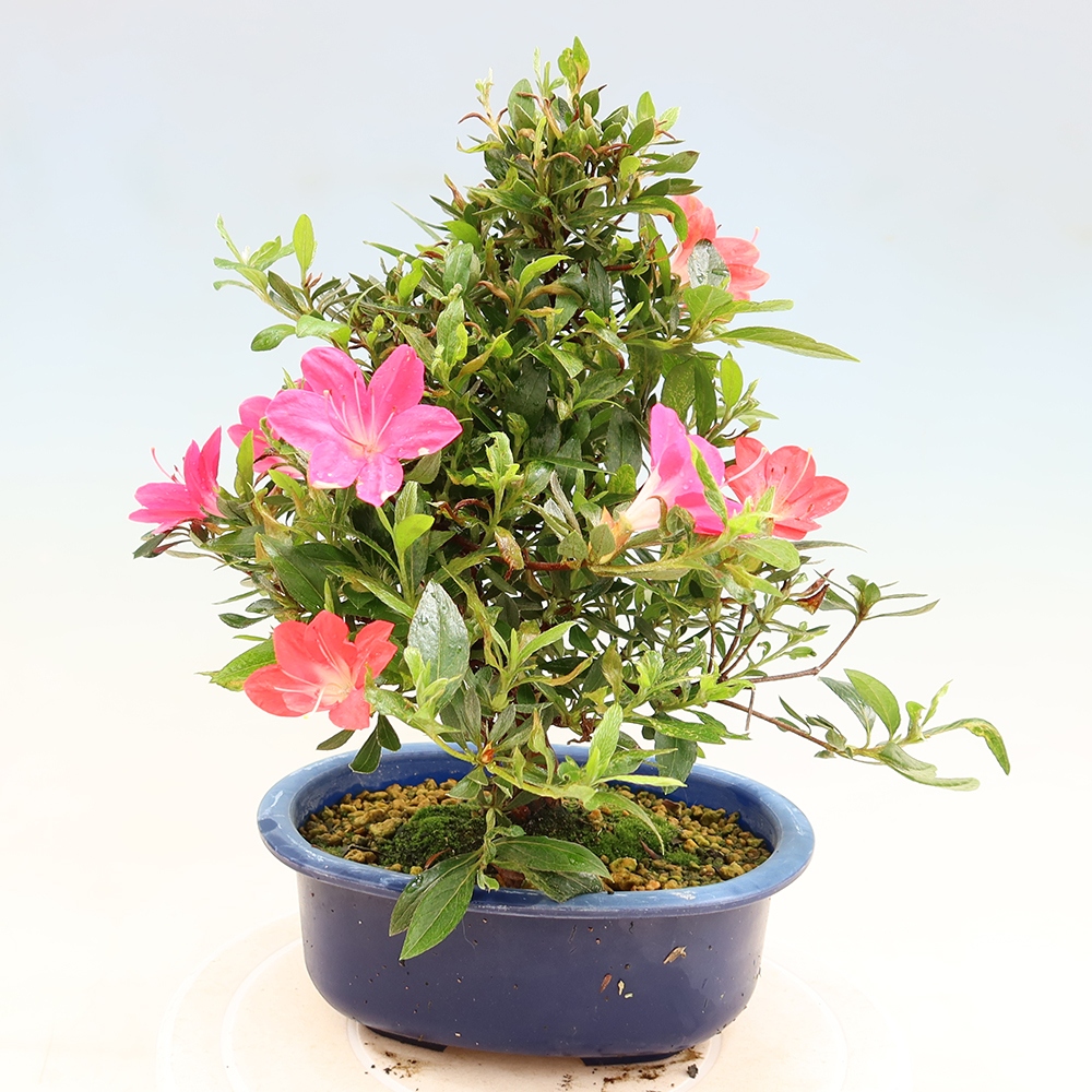 Outdoor bonsai - Japanese Azalea - Azalea Beniko