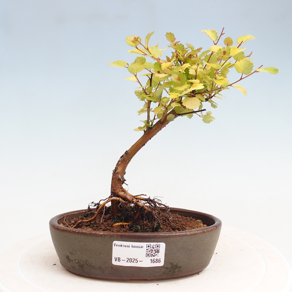 Outdoor bonsai - dwarf birch - Betula NANA Treasure