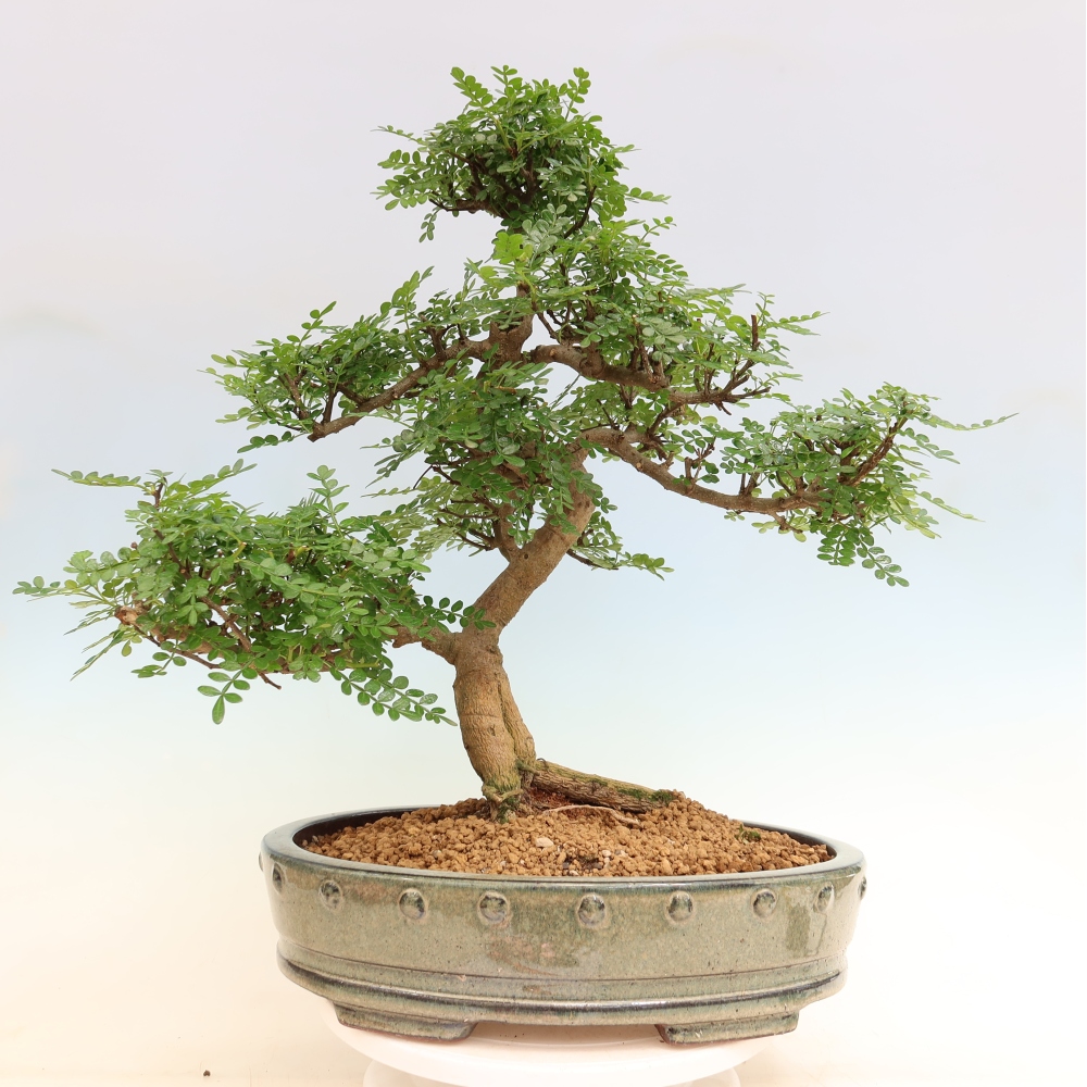 Room bonsai - Zantoxylum piperitum - pepper tree