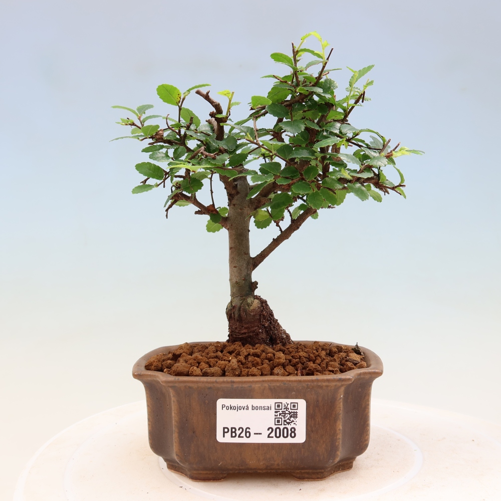 Room bonsai - Ulmus parvifolia - Small-leaved elm
