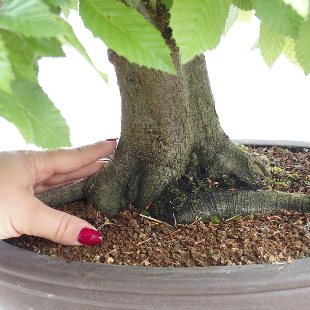 Outdoor bonsai - Hornbeam - Carpinus betulus