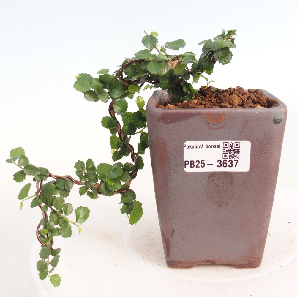 Room bonsai - Grewia sp. - Grewia malafolia