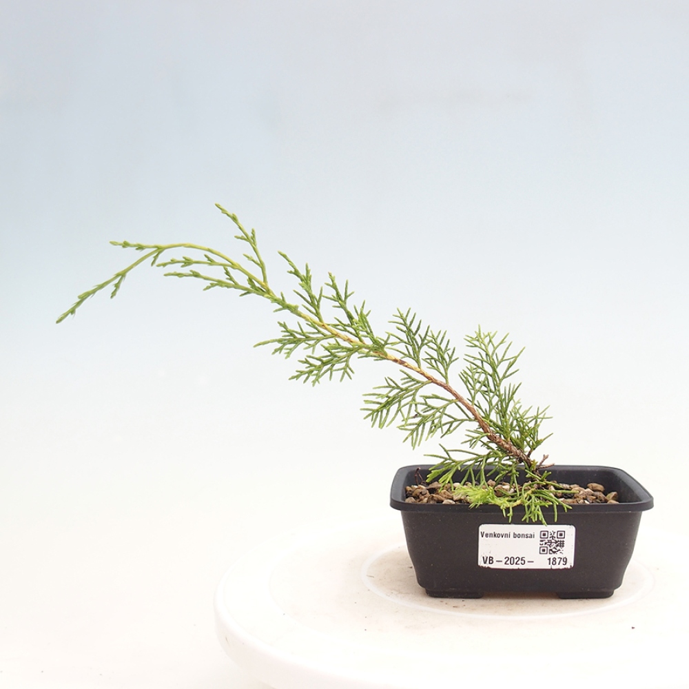 Outdoor bonsai - Juniperus chinensis Itoigawa - Chinese juniper