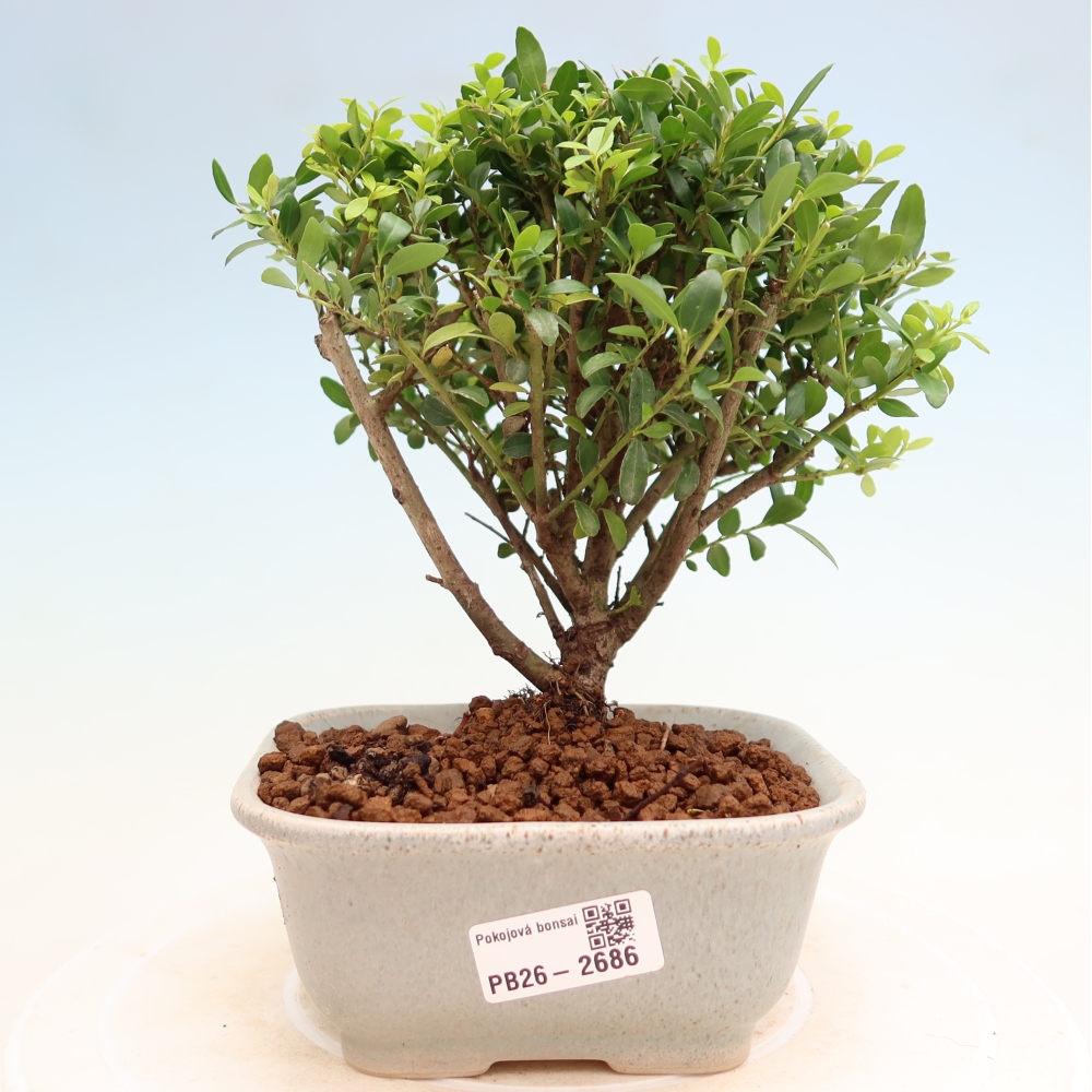 Room bonsai - Ilex crenata - Holly