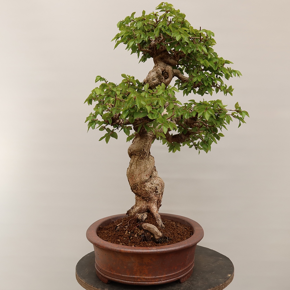 Outdoor bonsai - Carpinus Coreana - Korean hornbeam