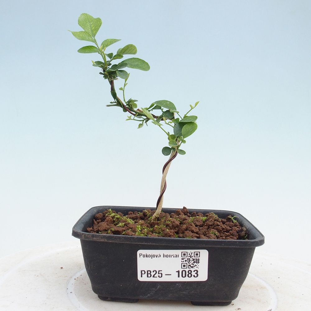 Room bonsai - Muraya paniculata