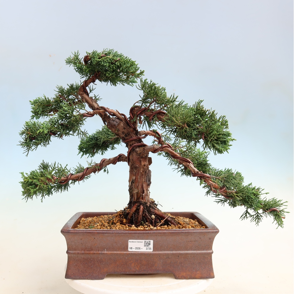 Outdoor bonsai - Juniperus chinensis Kishu