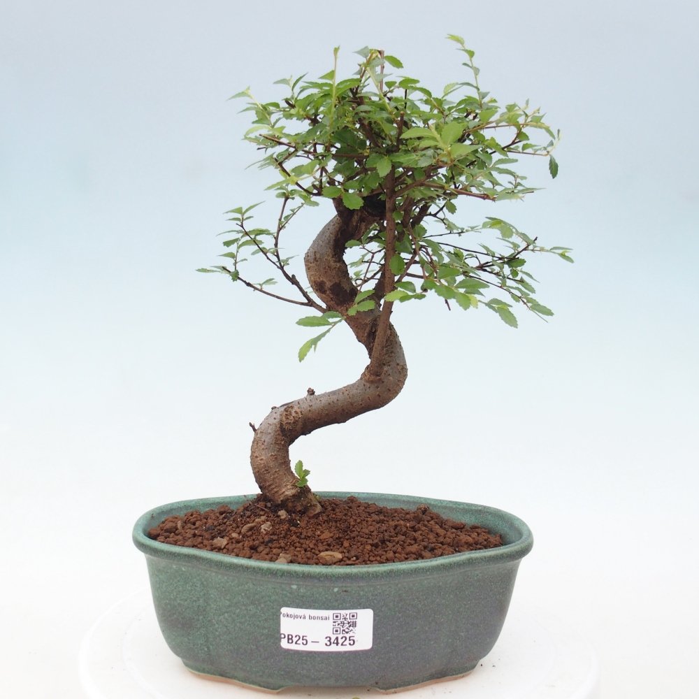 Room bonsai - Ulmus parvifolia - Small-leaved elm