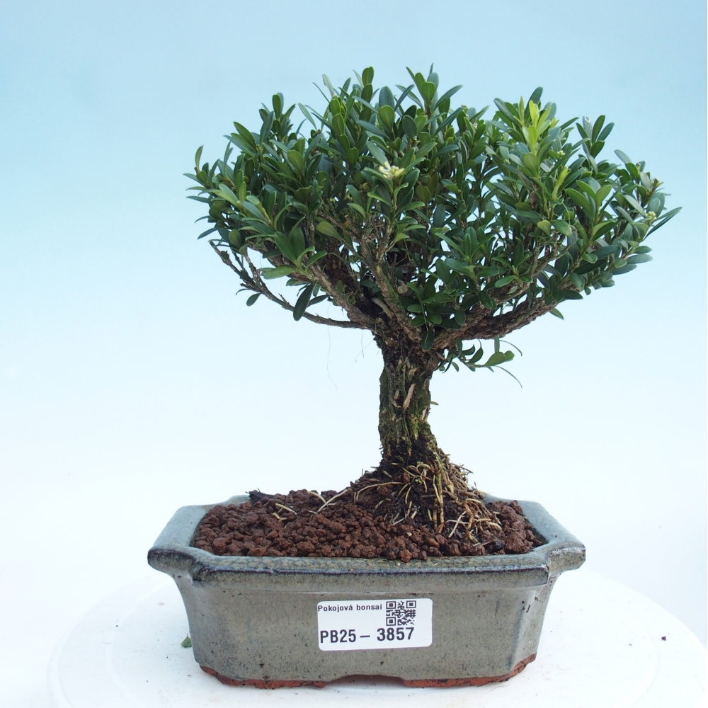 Room bonsai - Buxus harlandii - cork buxus