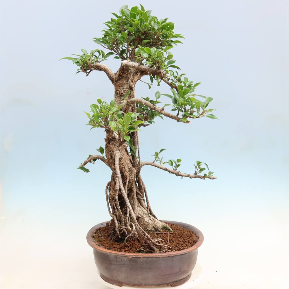 Room bonsai - Ficus kimmen - small-leaved ficus
