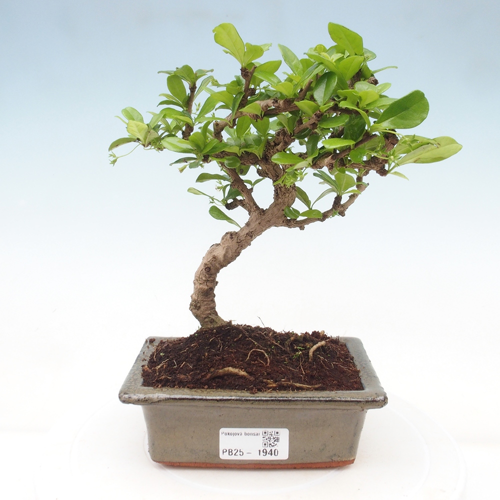 Indoor bonsai - Carmona macrophylla - Fuki tea