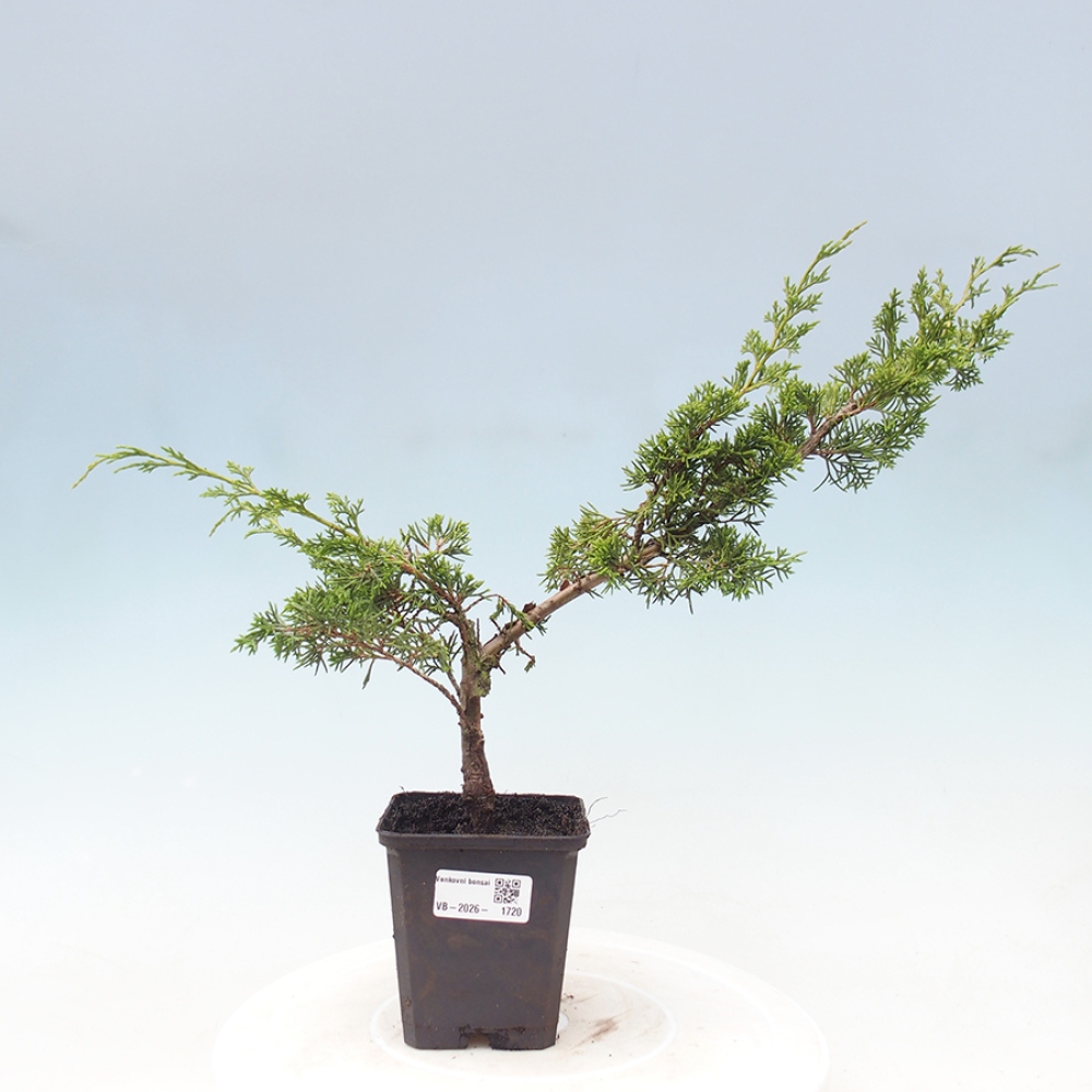 Outdoor bonsai - Juniperus chinensis Itoigawa