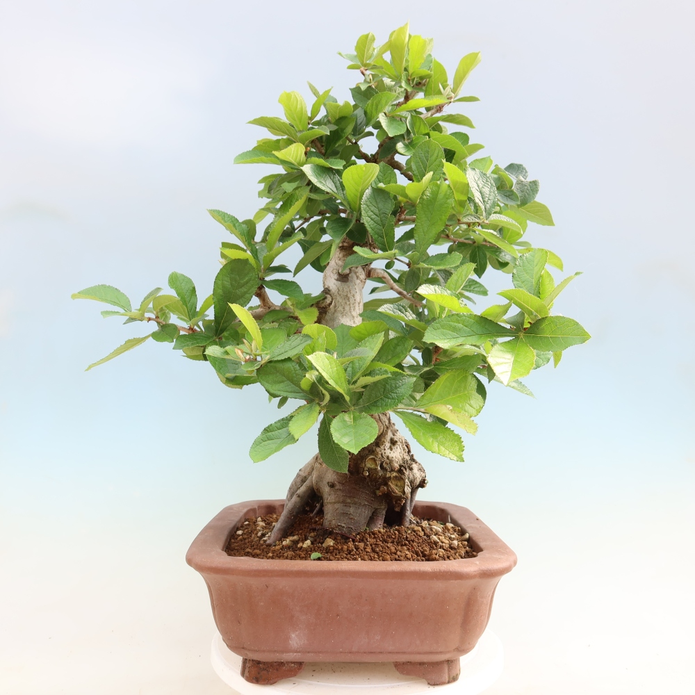 Outdoor Bonsai - Hairy Photinia - Photinia villosa