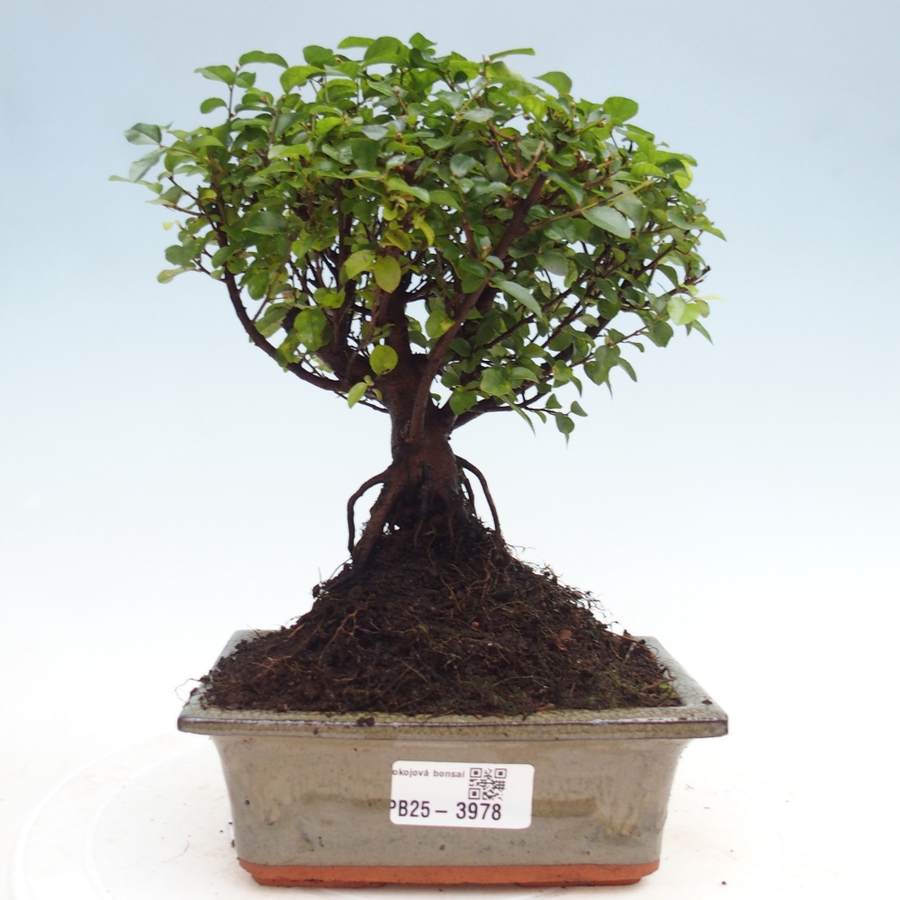 Room bonsai - Sageretia thea - Sageretia thea