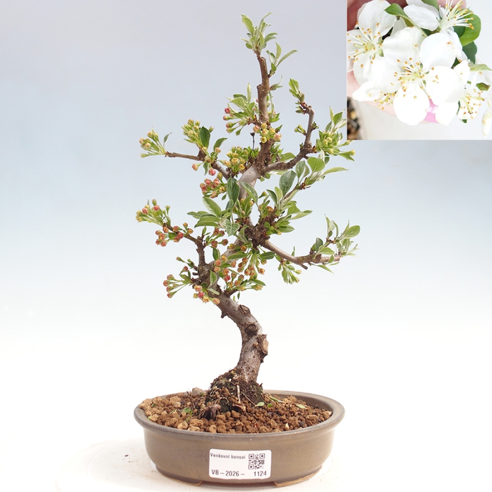 Outdoor bonsai - Malus sargentii - Small-fruited apple tree