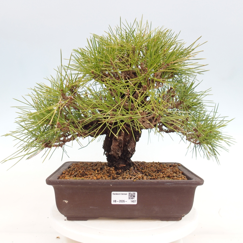 Outdoor bonsai - Pinus thunbergii - Thunberg pine