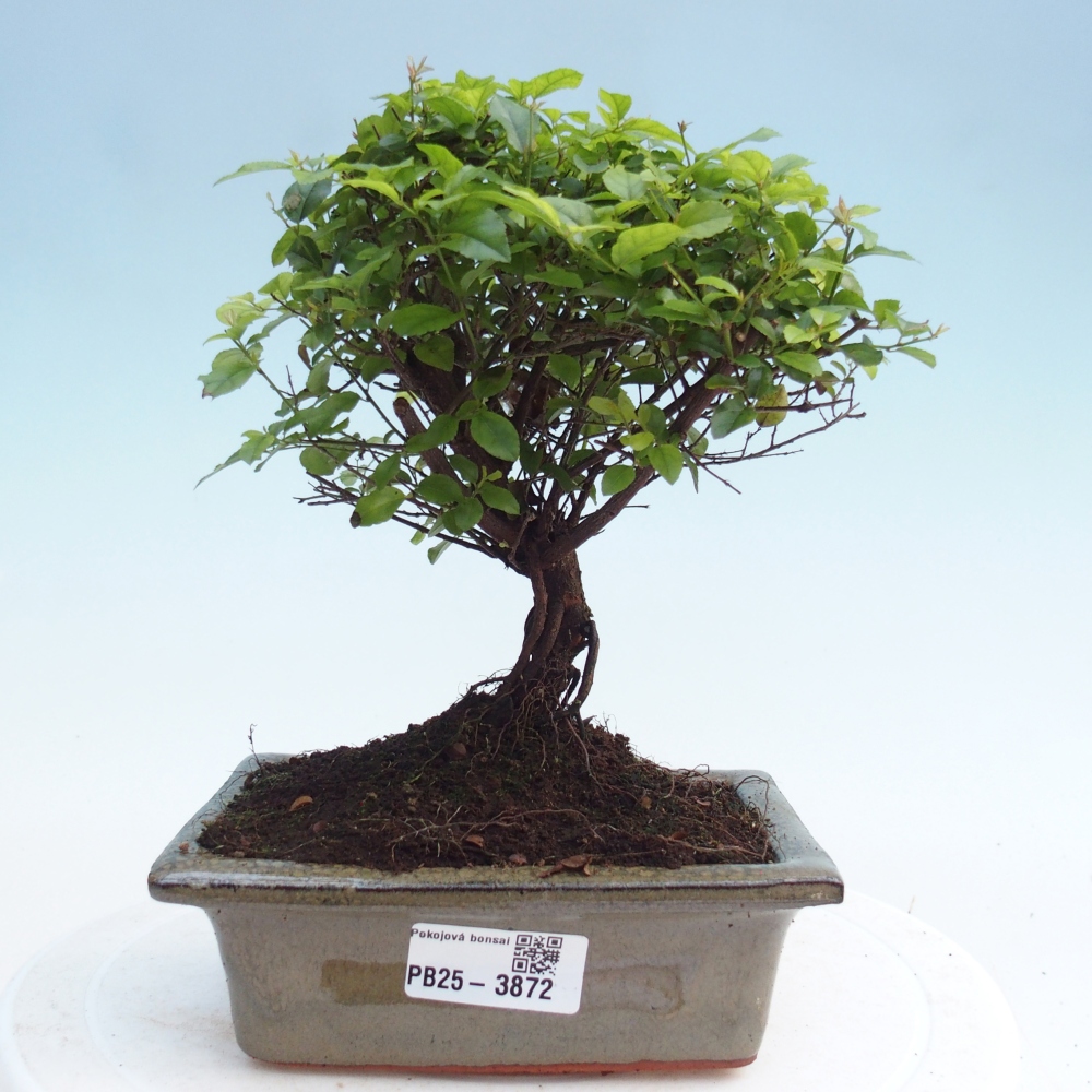 Room bonsai - Sageretia thea - Sageretia thea