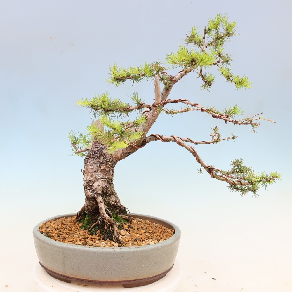 Outdoor bonsai -Larix decidua - Larch