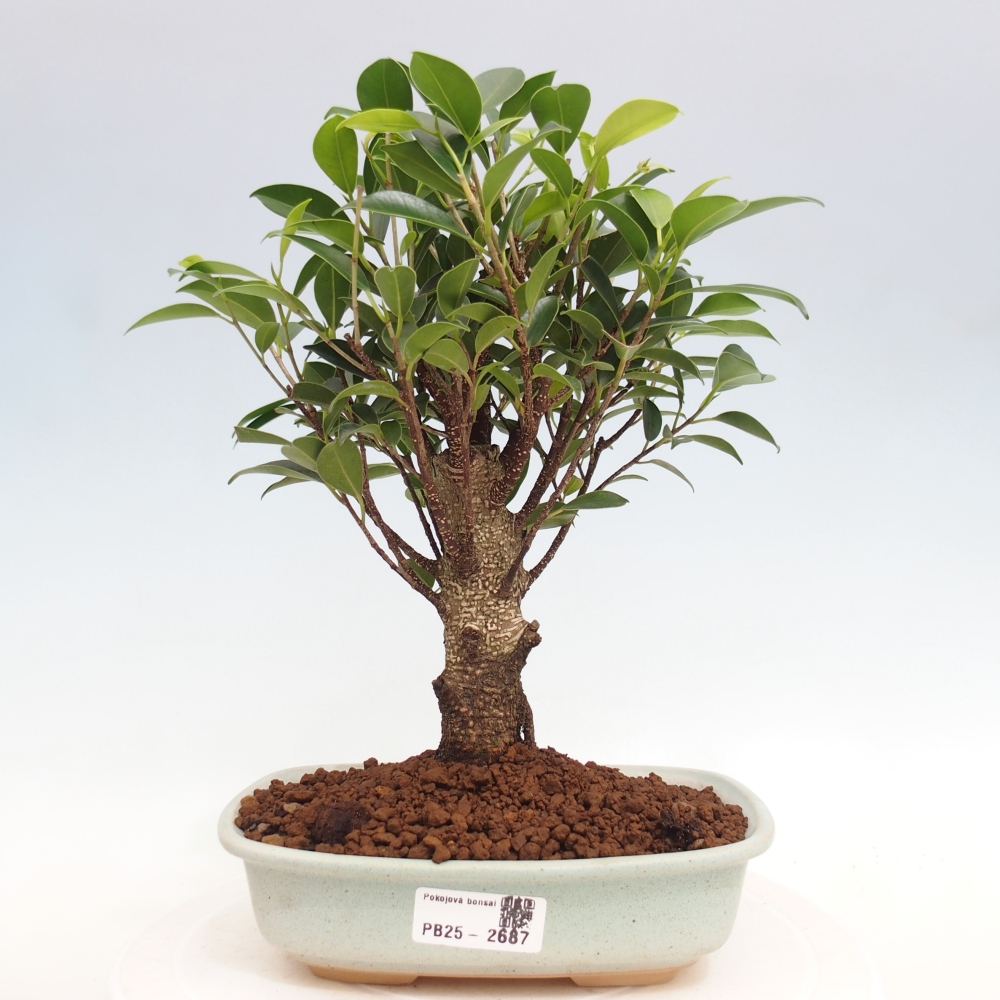 Indoor bonsai - Ficus retusa - small ficus