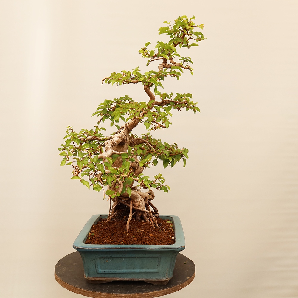 Outdoor bonsai - Carpinus Coreana - Korean hornbeam