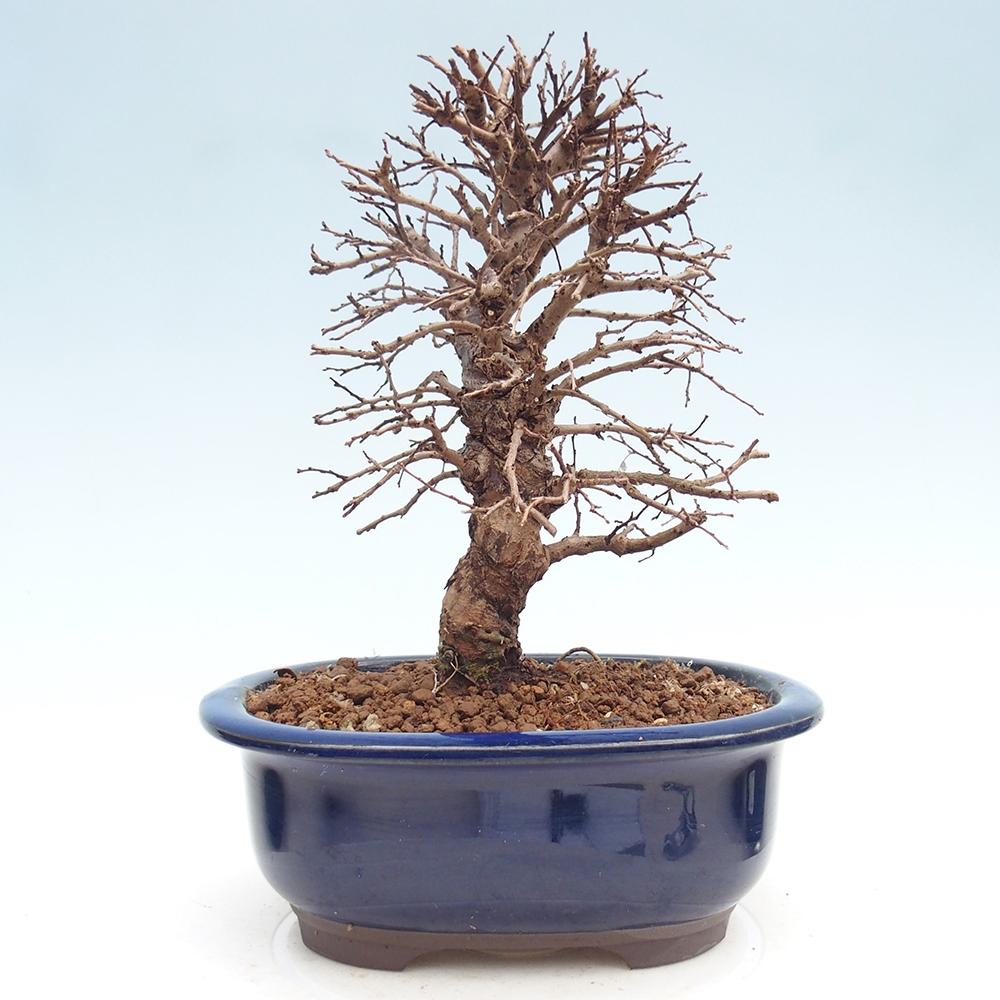 Outdoor bonsai - Zelkova - Zelkova NIRE