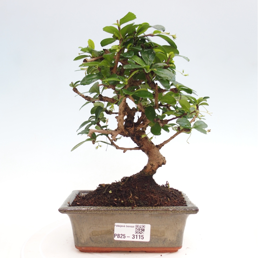 Indoor bonsai - Carmona macrophylla - Fuki tea